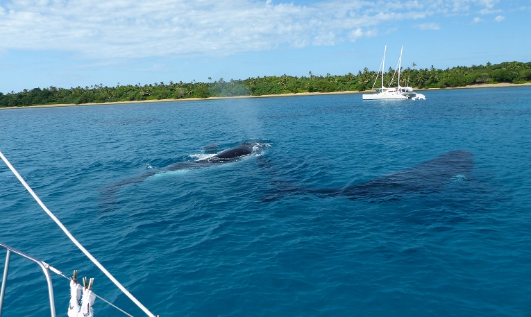 Three whales between Tregoning and SV Cactus Island